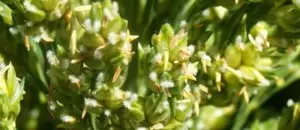 Cultivo de sorgo - Inflorescencia del sorgo