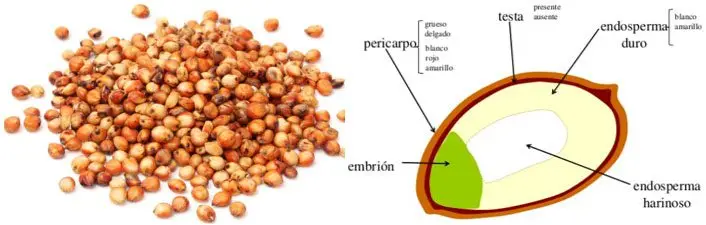 Cultivo de sorgo - Granos de sorgo y un dibujo con la descripción de las partes que compone la semilla
