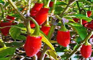 Cultivo de ají - Ají Capsicum frutescens