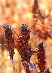 Cultivo de sorgo - Formación de panículas de sorgo