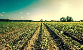 Clima agricultura y siembra - Un cultivo y condiciones despejadas de clima