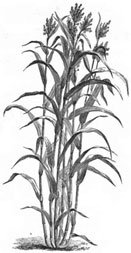 Cultivo de sorgo - Planta de sorgo