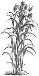 Cultivo de sorgo - Planta de sorgo
