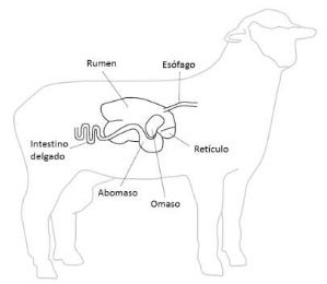 Oveja - Aparato digestivo de una oveja