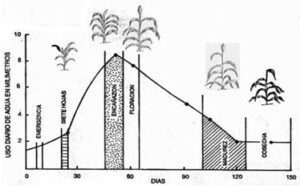Cultivo de sorgo - ciclo de vida