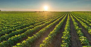 El clima en la agricultura - Agroclimatología - Cultivo