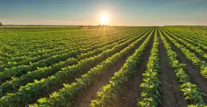 El clima en la agricultura - Agroclimatología - Cultivo