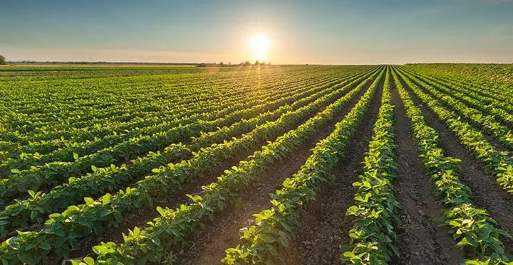 Clima agricultura y siembra - Un campo sembrado con el sol brillando emitiendo radiación elemento del clima