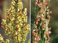 Cultivo de sorgo - Maduración de panícula de sorgo izquierda amarilla e inmadura derecha roja y maduro el grano
