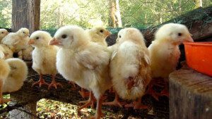 El clima en la agricultura - Agroclimatología - Factores del clima que influye en la producción avicola