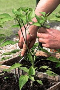 Cultivo de ají