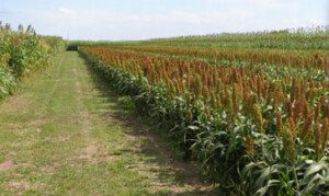 Cultivo de sorgo