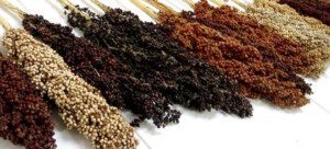 Cultivo de sorgo - Variedades de sorgo