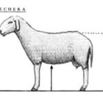 Oveja - Producción ovina - Producción de ovejos - Oveja - Ovejos - Ovejo - Queso de ovejas - Carne de ovejo - carne de cordero