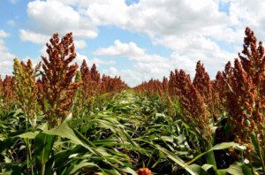 Cultivo de sorgo