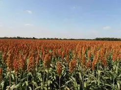 Cultivo de sorgo con panículas