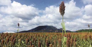 Cultivo de sorgo