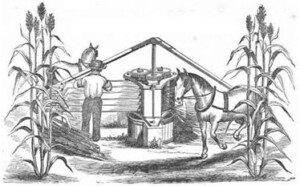 Cultivo de sorgo
