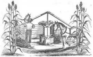 Cultivo de sorgo