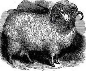 Oveja - Producción ovina - Producción de ovejos - Oveja - Ovejos - Ovejo