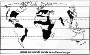 Cultivo de sorgo -Mapa mundial con zonas donde se cultiva el sorgo