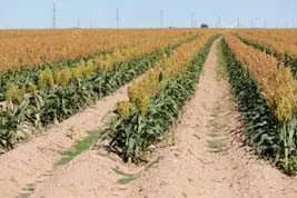 Cultivo de sorgo - Hileras de sorgo