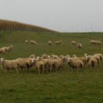 Oveja - Producción ovina - Producción de ovejos - Oveja - Ovejos - Ovejo - Queso de ovejas - Carne de ovejo - carne de cordero