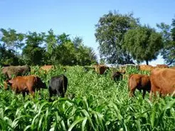 Cultivo de sorgo forrajero Cultivo de sorgo - Vacas pastoreando forraje de sorgo