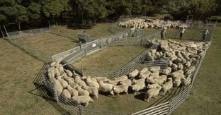 Oveja - Manga para las ovejas