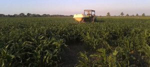Cultivo de sorgo - Fertilización del sorgo