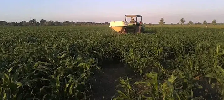La fertilización en el cultivo del sorgo Cultivo de sorgo - Tractor con tolva fertilizando cultivo de sorgo