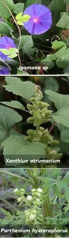 Cultivo de sorgo  Malezas que afectan al cultivo de sorgo