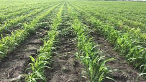Cultivo de sorgo