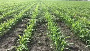 Cultivo de sorgo