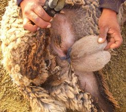 Oveja - Testículos de ovejo prensado con liga para castración