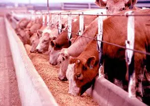 Cultivo de sorgo - Un comedero lleno de vacas alimentándose con sorgo