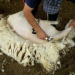 Oveja - Producción ovina - Producción de ovejos - Oveja - Ovejos - Ovejo - Queso de ovejas - Carne de ovejo - carne de cordero - Lana de ovejas