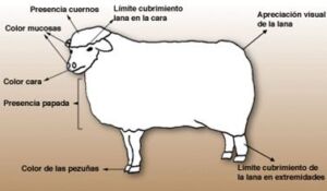 Oveja - Producción ovina - Producción de ovejos - Oveja - Ovejos - Ovejo - Queso de ovejas - Carne de ovejo - carne de cordero - Lana de ovejas