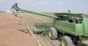 Cultivo de sorgo - Cosecha del sorgo