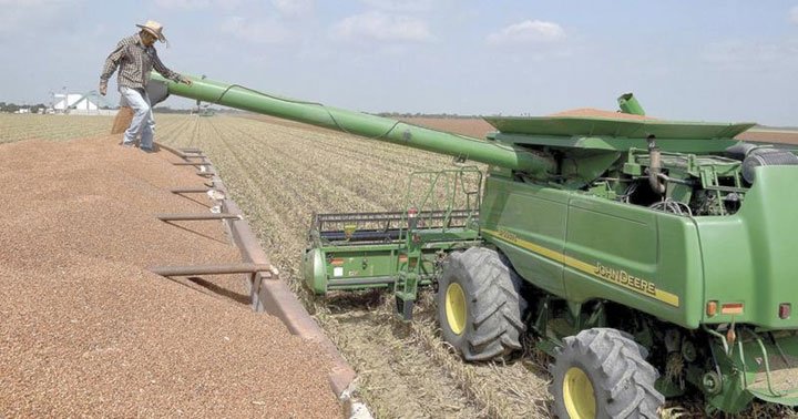 Cultivo de sorgo - Tractor y tolva cosechando el grano de sorgo