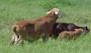Oveja - Producción ovina - Producción de ovejos - Oveja - Ovejos - Ovejo - Queso de ovejas - Carne de ovejo - carne de cordero - Lana de ovejas