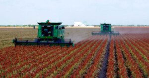 Cultivo de sorgo - Cosecha del sorgo