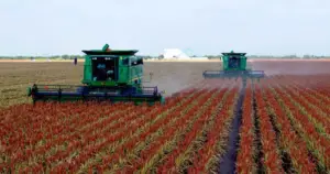 Cultivo de sorgo - Cosecha del sorgo