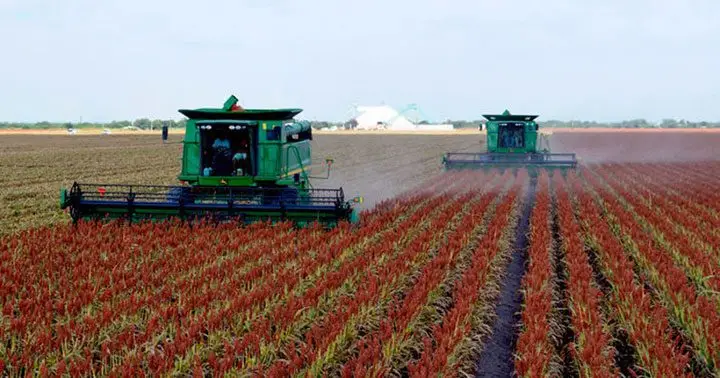 Cultivo de sorgo - Maquinas cosechadoras cosechando el sorgo