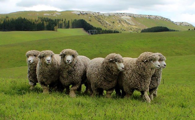 Oveja - Rebaño de ovejos en planicie raza Corriedale