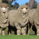 Oveja - Producción ovina - Producción de ovejos - Oveja - Ovejos - Ovejo - Queso de ovejas - Carne de ovejo - carne de cordero - Lana de ovejas