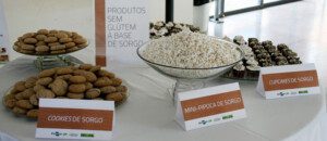 Cultivo de sorgo - usos alimenticios