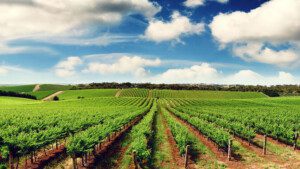El clima en la agricultura - Agroclimatología - Cultivo