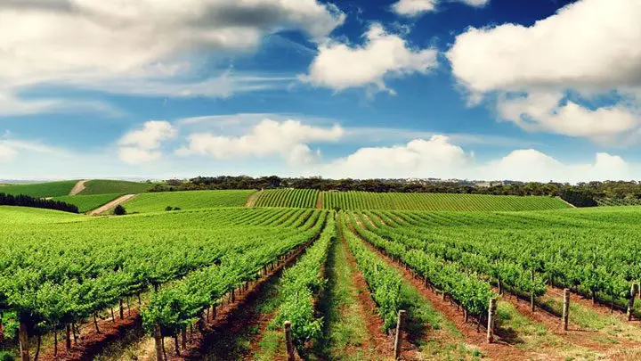 Clima agricultura y siembra - Un cultivo que se desarrolla en un excelente clima