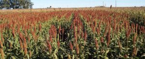 Cultivo de sorgo